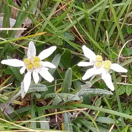 La Verde Valle לינה וארוחת בוקר Valbrona